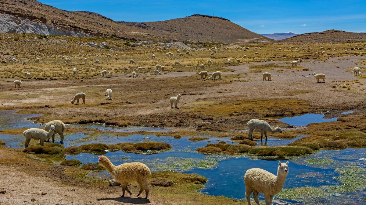 Perú suscribirá acuerdo regional sobre acceso a la información, la participación pública y acceso a la justicia en asuntos ambientales