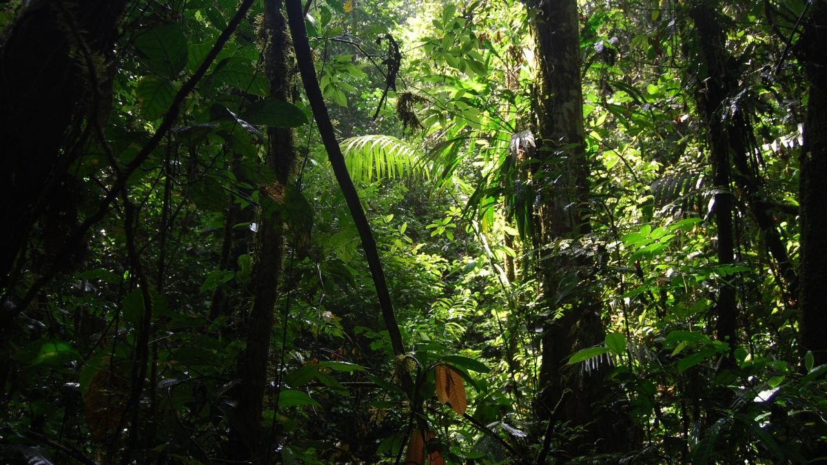 Unesco declara al chocó andino de pichincha como reserva de biósfera