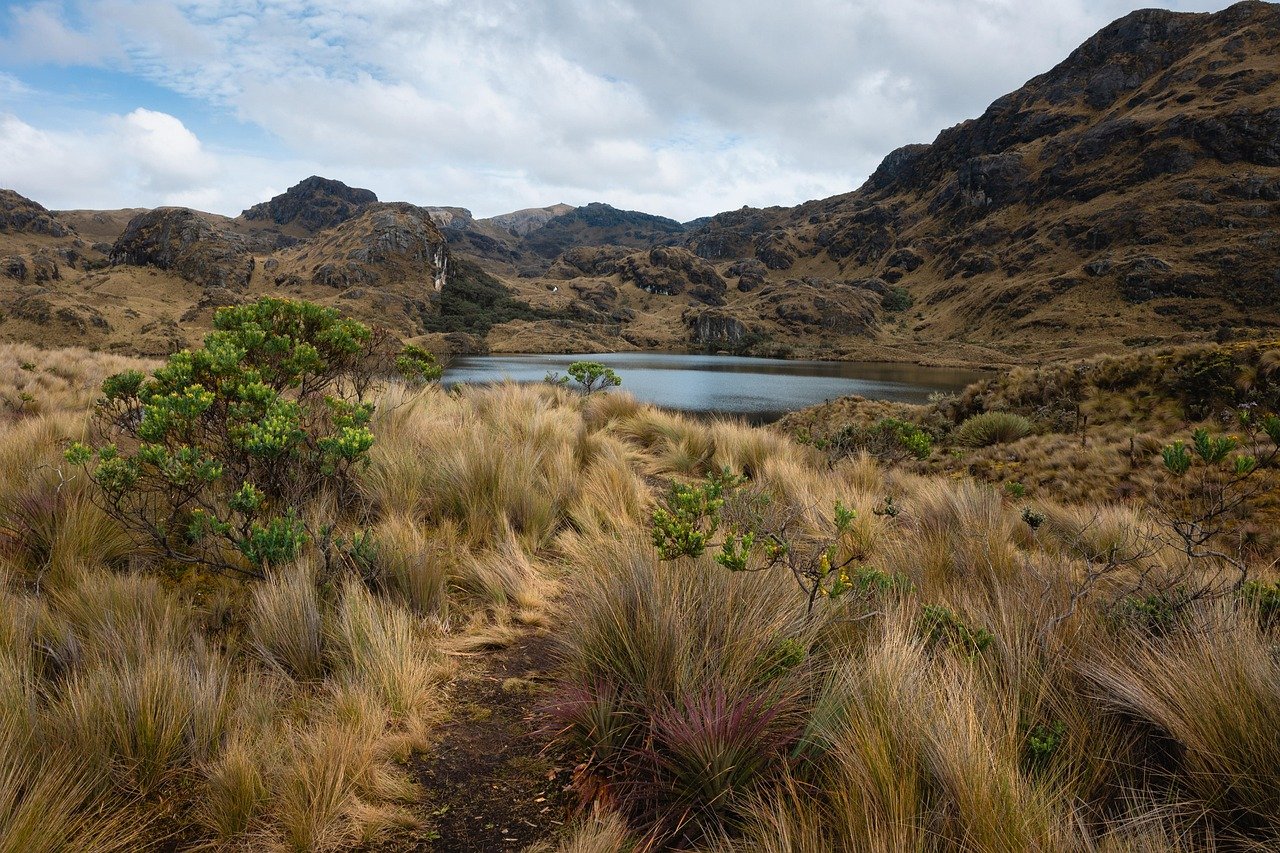 Reservas de Biosfera, lake, wetland, mountains, landscape, nature, stream, river, flora, ecuador, wetland, wetland, ecuador, ecuador, ecuador, ecuador, ecuador
