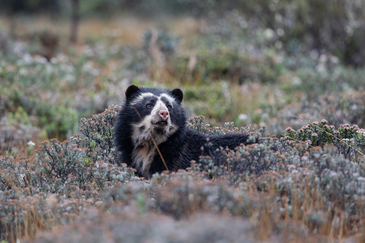 Instituto Humboldt, spectacled bear, bear, ursid, tremarctinae, mammal, savage, andes, ecuador, nature, mountain, wild animals, andean bear, paramo