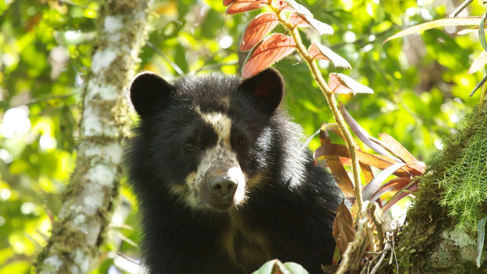 ¡El encuentro que teje el futuro del Chocó Andino tiene fecha! Se lanza el Diálogo de Saberes