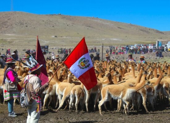 El Chaccu, Colorful Andean festival with a herd of vicuñas and Peruvian flag waving in the highlands.