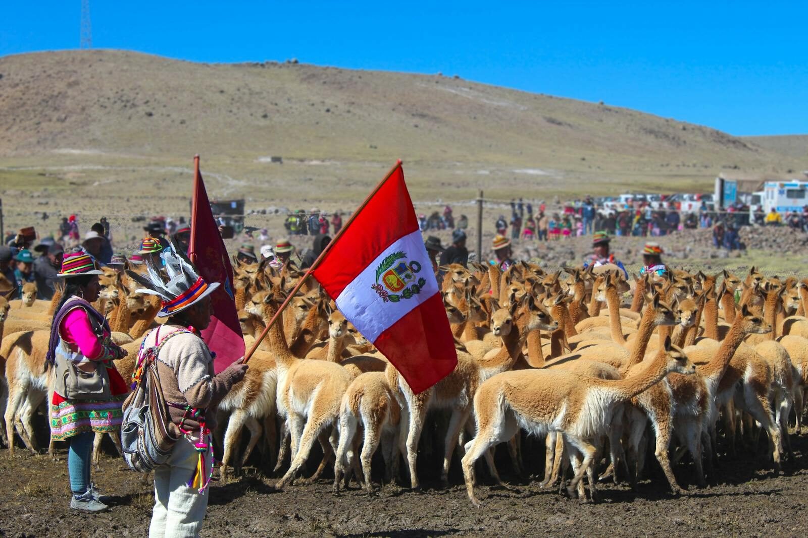 El Chaccu, Colorful Andean festival with a herd of vicuñas and Peruvian flag waving in the highlands.