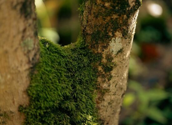 musgo, Detailed macro shot of a tree trunk with vibrant green moss in a forest setting.