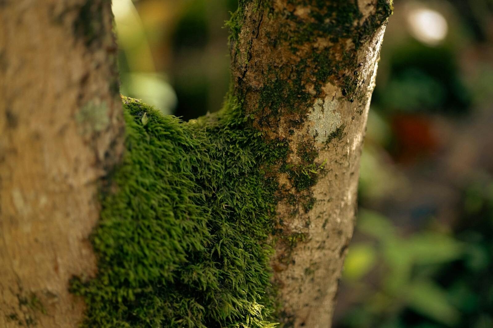 musgo, Detailed macro shot of a tree trunk with vibrant green moss in a forest setting.