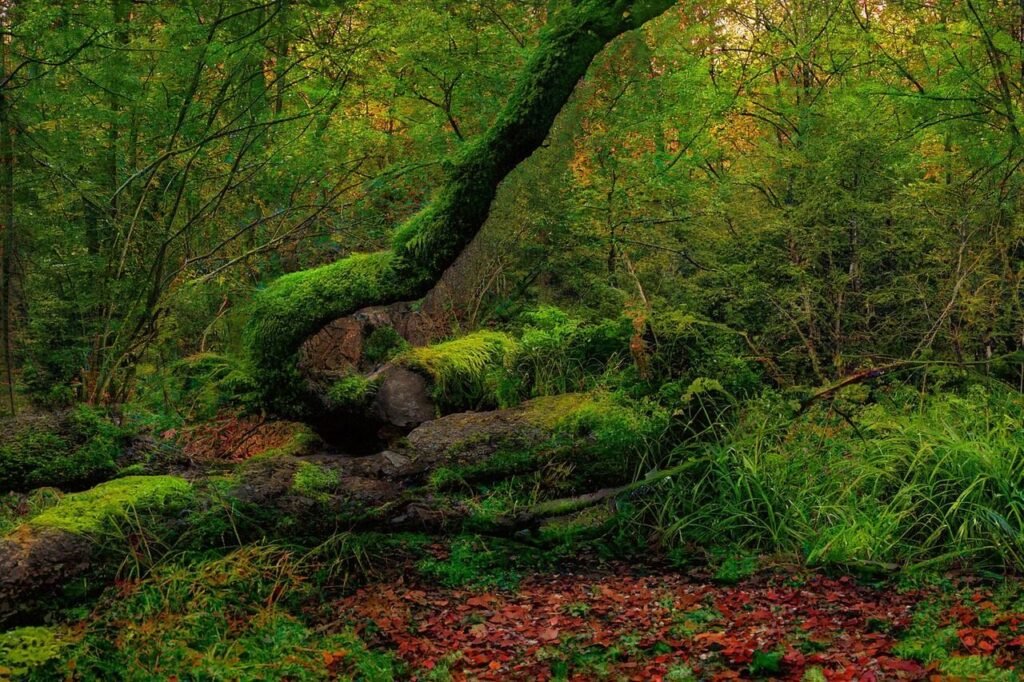 musgo, woodland, forest, nature, moss, sunset, magical, green, trees, fallen tree, jungle, woods