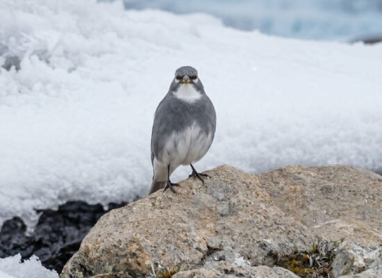Fringilo glaciar