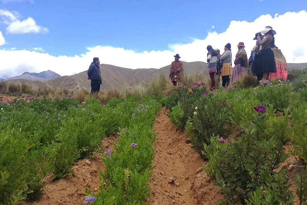 Intercambio de saberes e innovación impulsa el valor agregado de la papa y fortalece la resiliencia climática en la Agricultura Familiar Andina