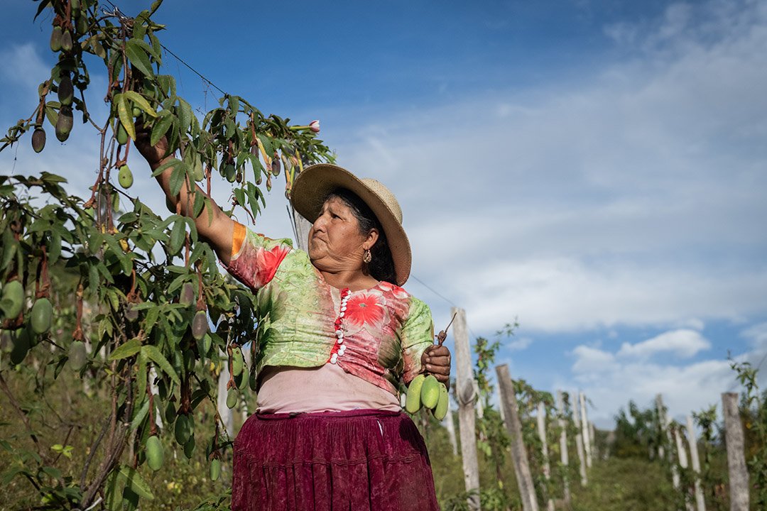 Mujeres productoras de Morochata impulsan la diversificación productiva y su conexión con el sector privado para fortalecer su resiliencia frente al cambio climático