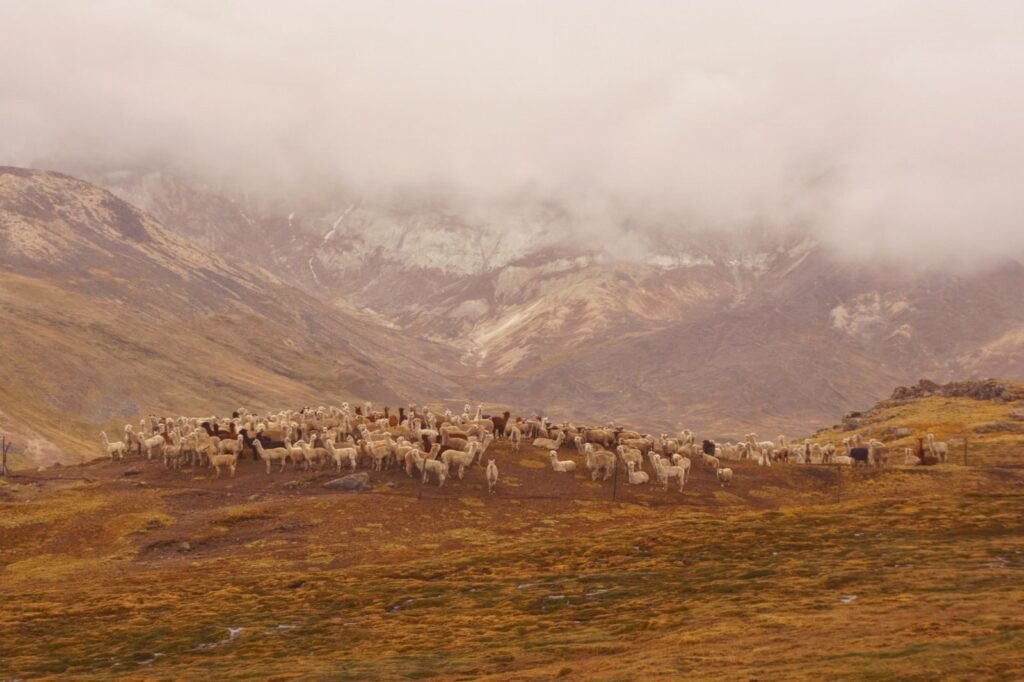 A serene scene of llamas grazing on the mountainous landscape near Cuzco, Peru, surrounded by clouds.