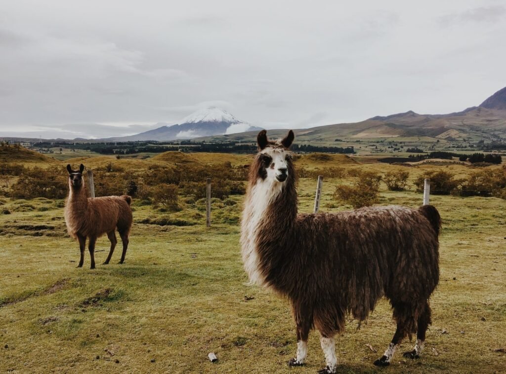 Two llamas stand in a grassy field with the Andes mountains in the background.