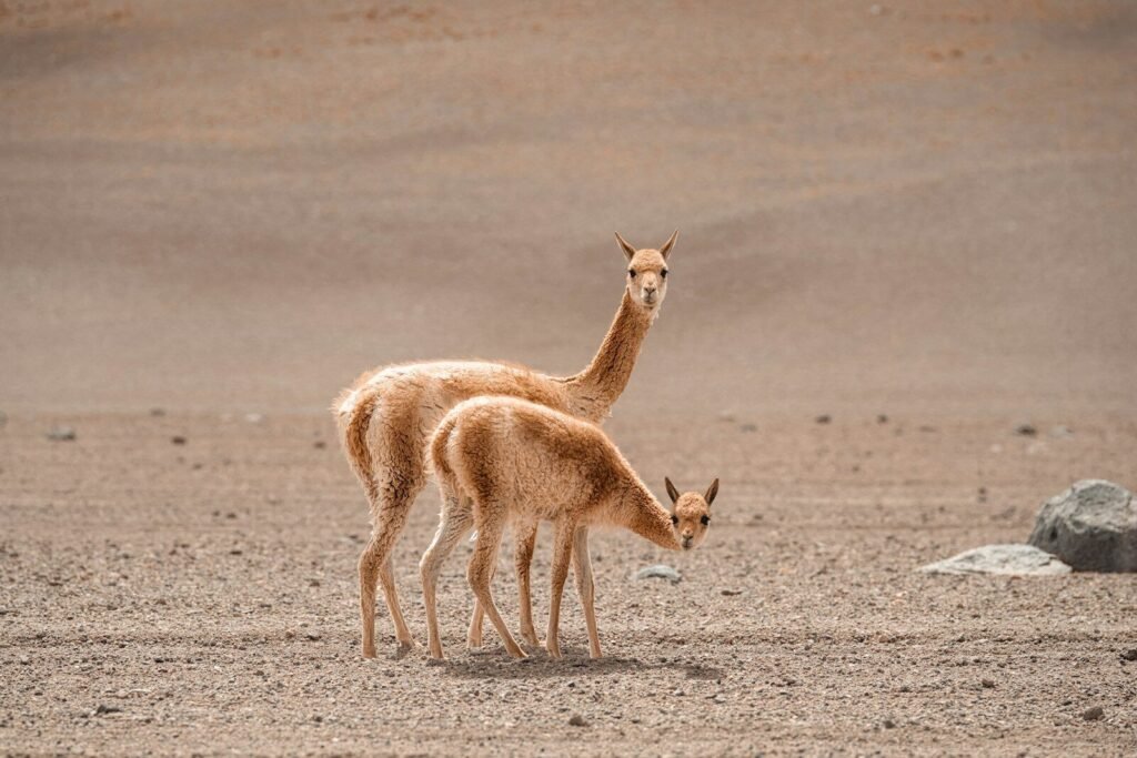 camélidos sudamericanos, a couple of small animals standing on top of a dirt field