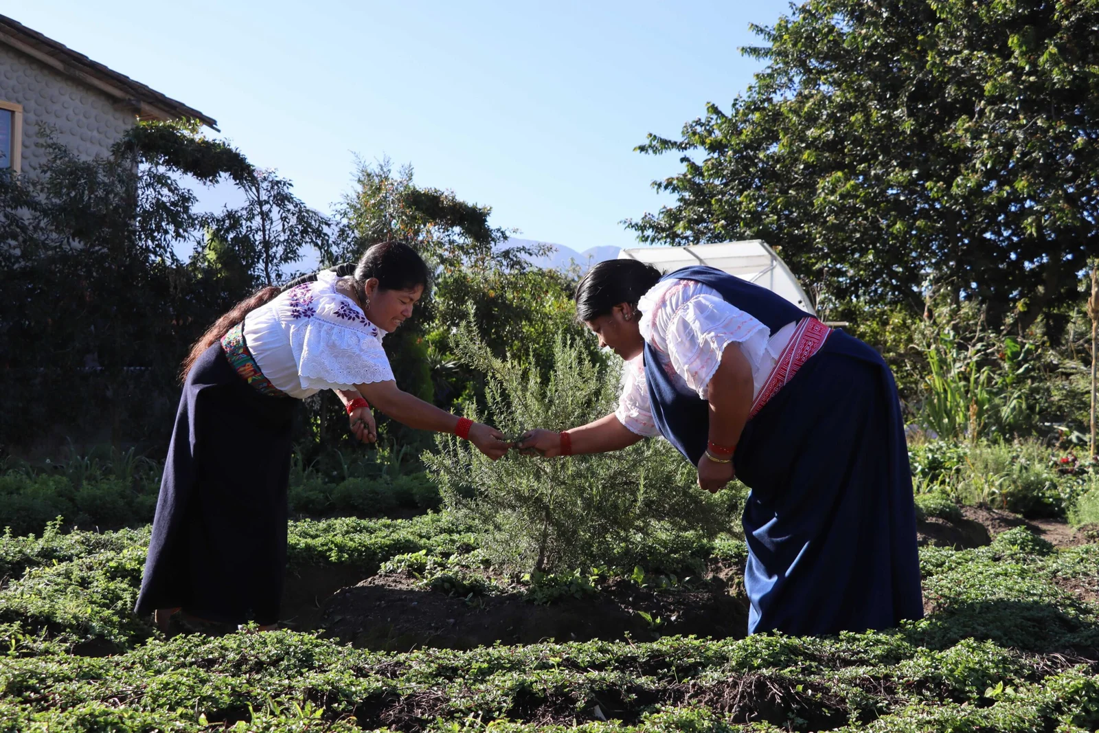 De la Chakra Andina a la taza: mujeres de Cotacachi fortalecen la producción sostenible de hierbas aromáticas