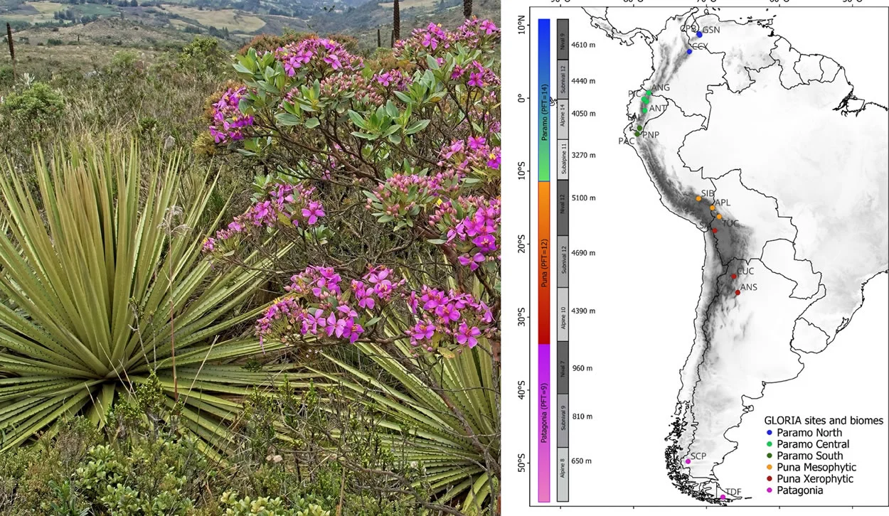 Más allá de las especies: cómo las formas de vida vegetal definen el futuro de los altos Andes