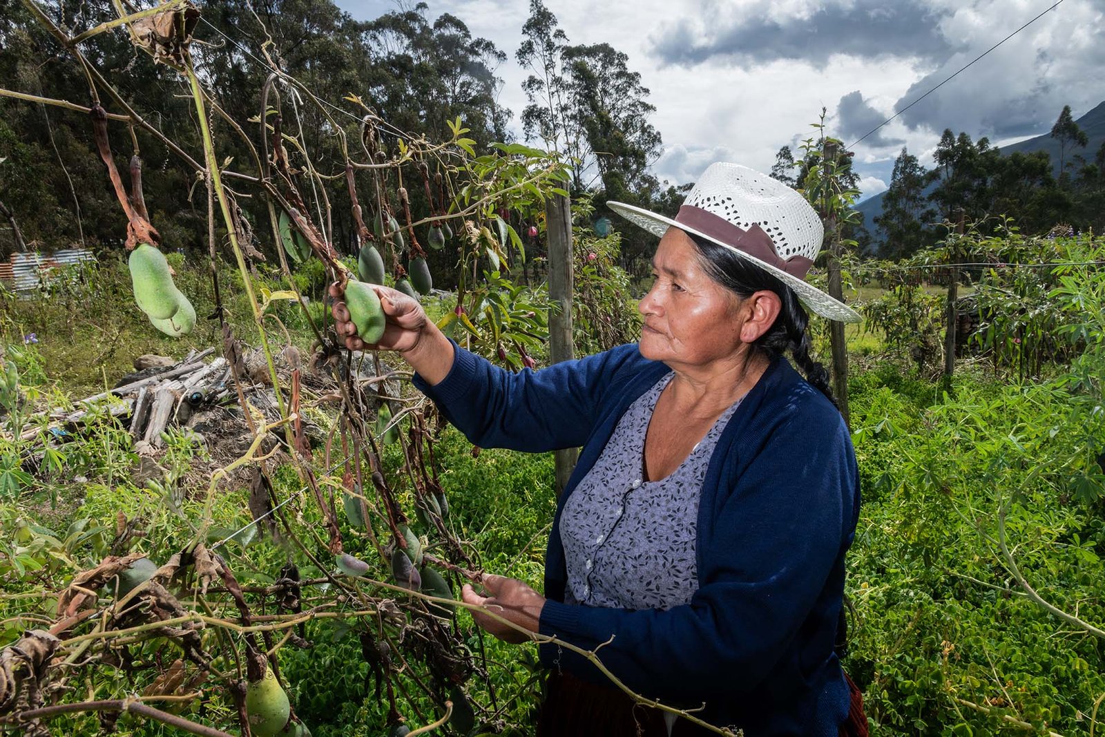 En Morochata, mujeres productoras de papa impulsan la diversificación productiva para fortalecer su resiliencia frente al cambio climático